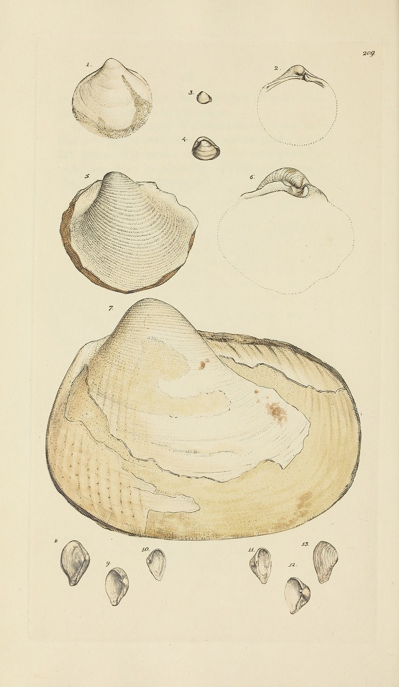 James Sowerby - The mineral conchology of Great Britain Pl.401