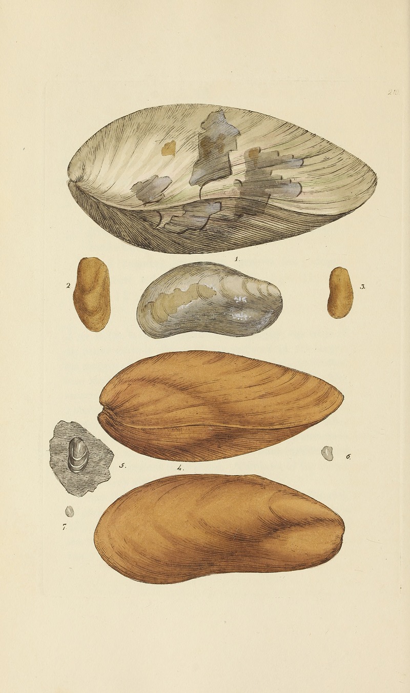 James Sowerby - The mineral conchology of Great Britain Pl.402