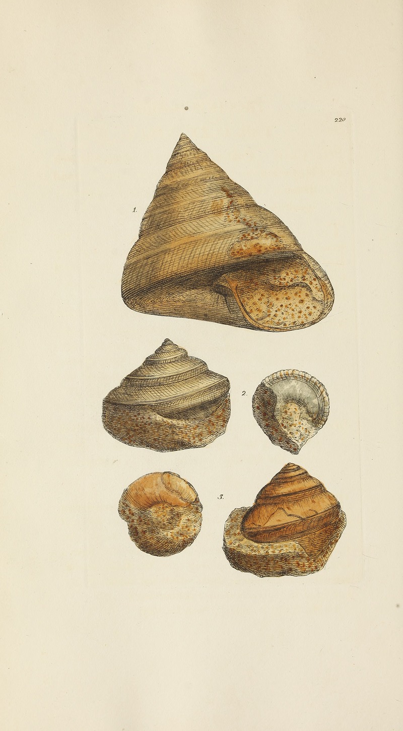 James Sowerby - The mineral conchology of Great Britain Pl.412