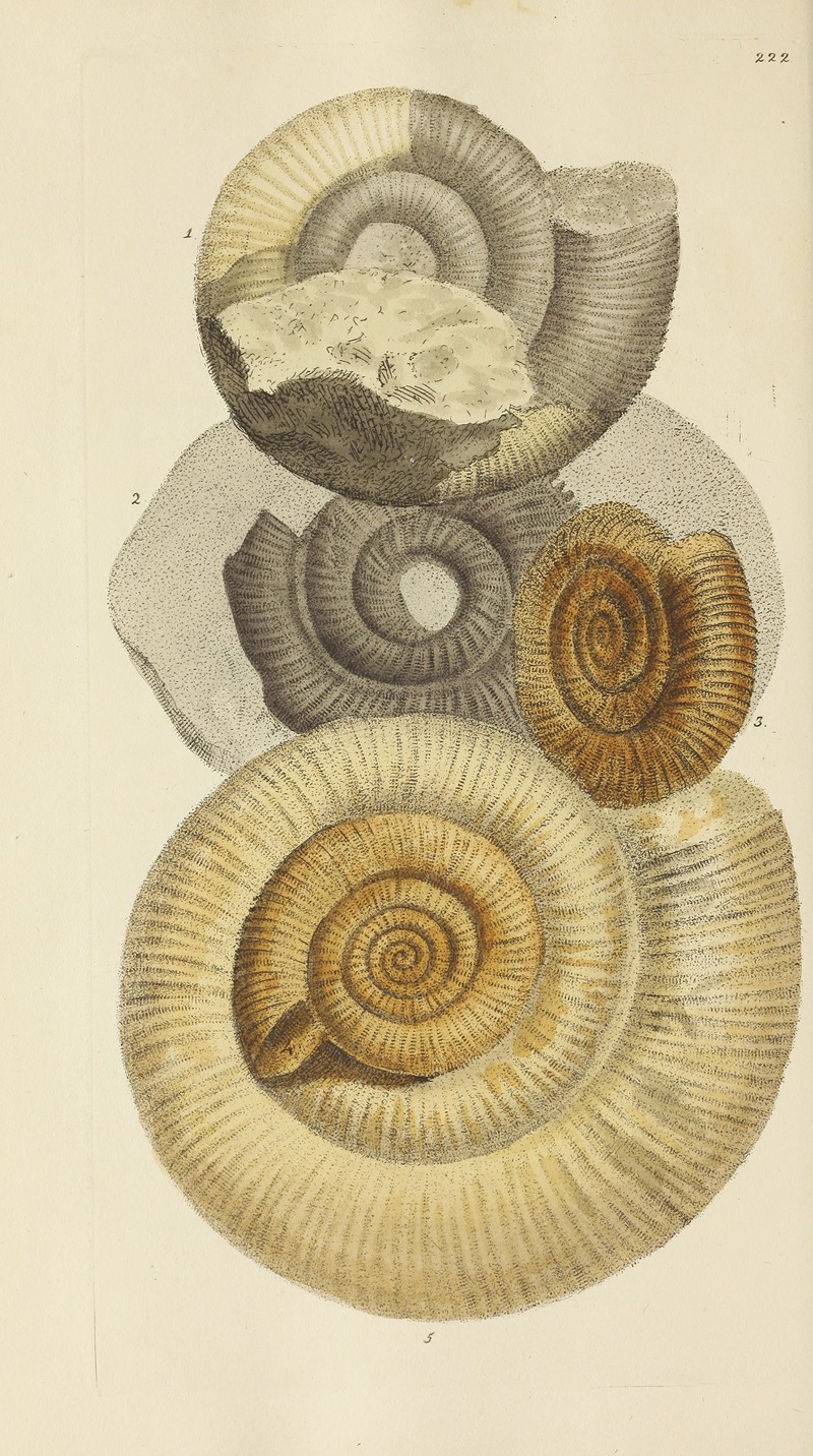James Sowerby - The mineral conchology of Great Britain Pl.413