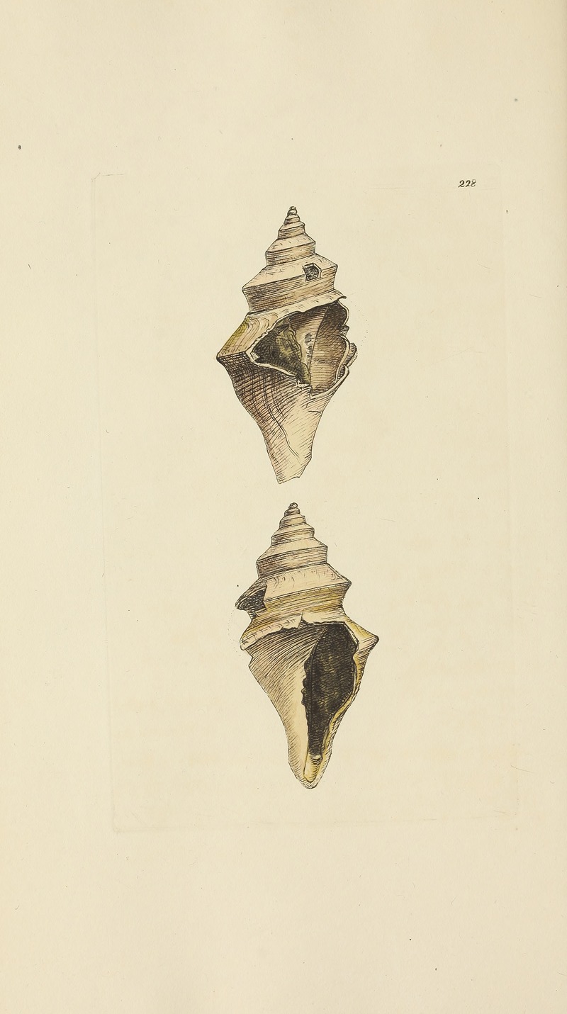 James Sowerby - The mineral conchology of Great Britain Pl.419