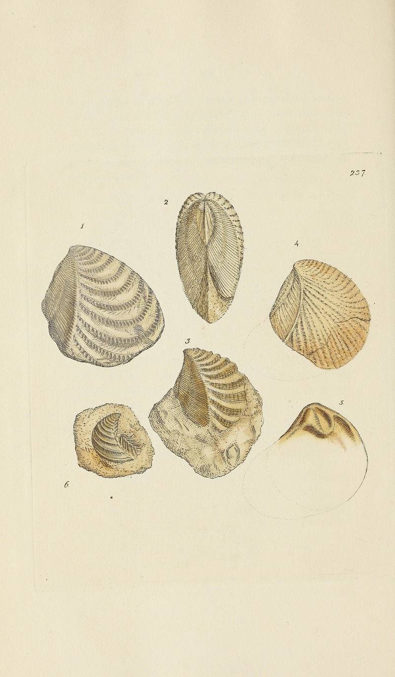 James Sowerby - The mineral conchology of Great Britain Pl.428