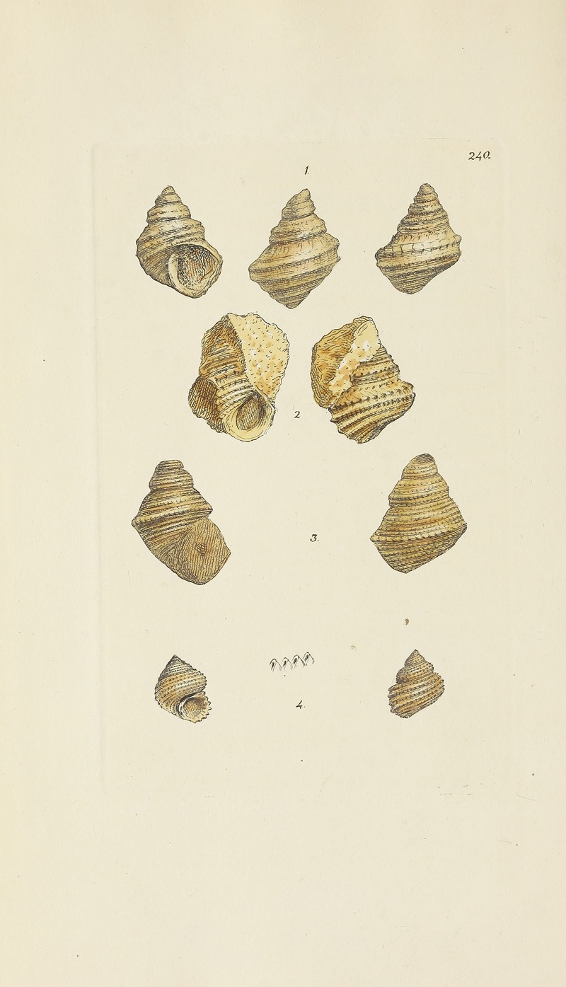 James Sowerby - The mineral conchology of Great Britain Pl.431