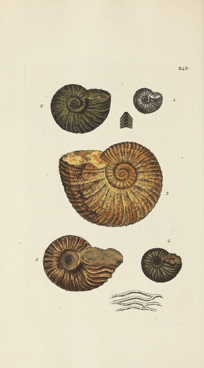 James Sowerby - The mineral conchology of Great Britain Pl.432
