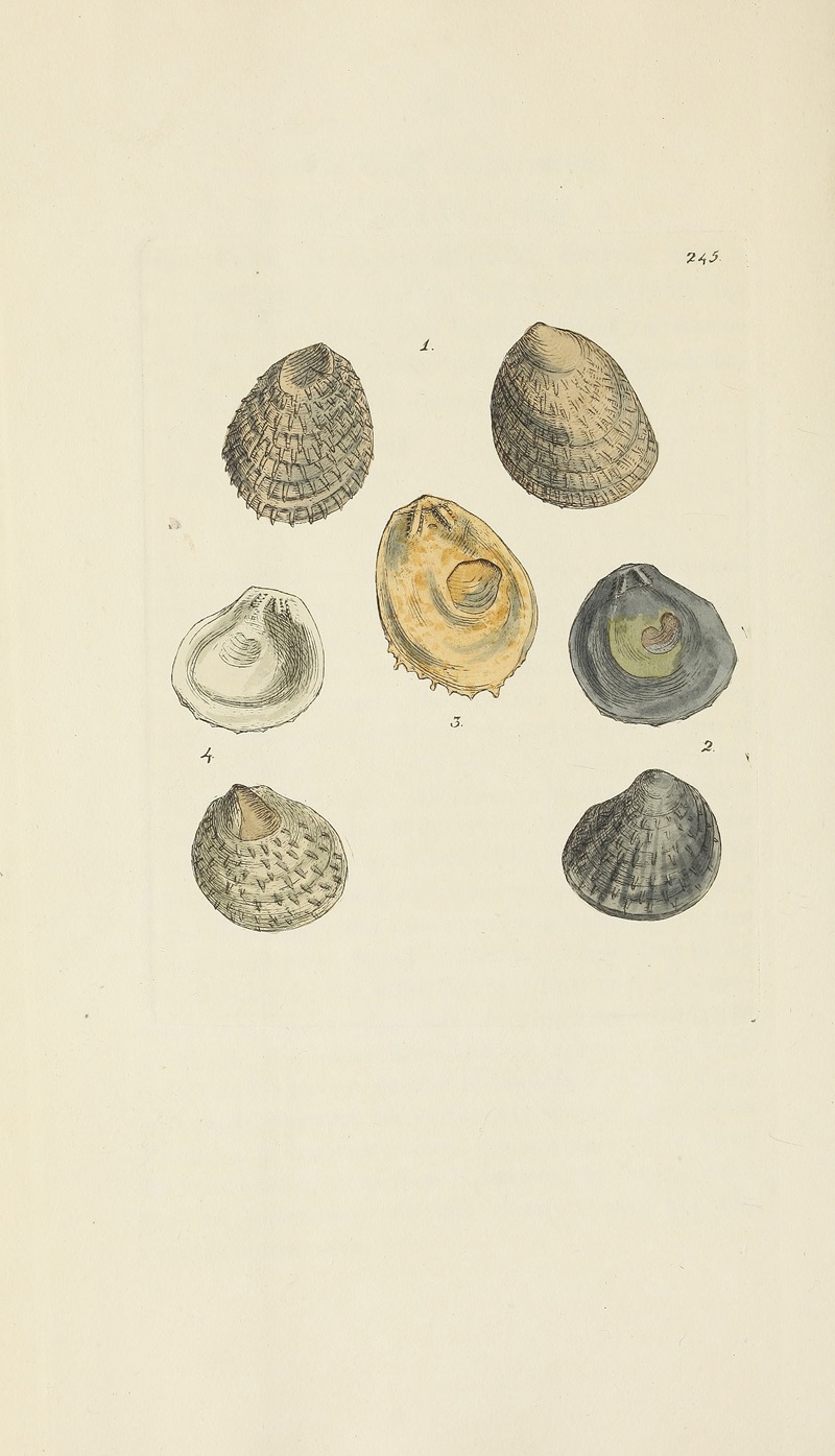 James Sowerby - The mineral conchology of Great Britain Pl.435
