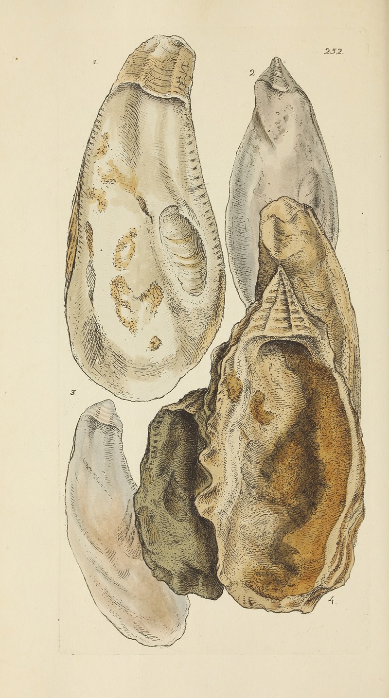 James Sowerby - The mineral conchology of Great Britain Pl.440