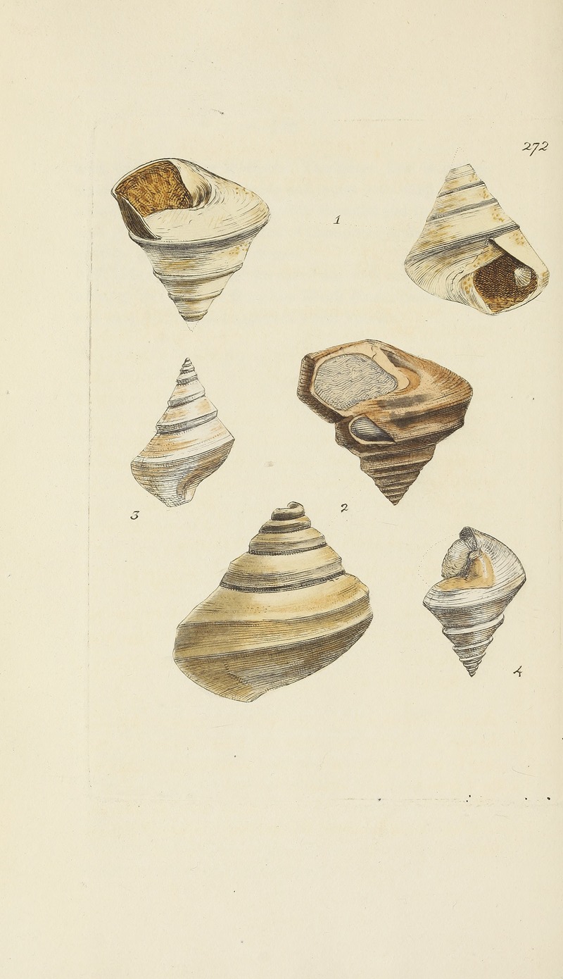 James Sowerby - The mineral conchology of Great Britain Pl.458