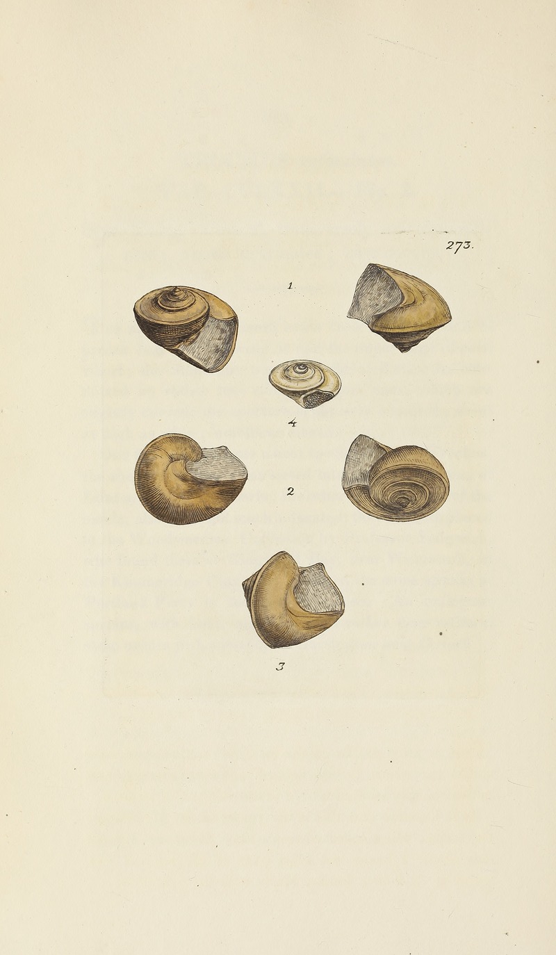 James Sowerby - The mineral conchology of Great Britain Pl.459