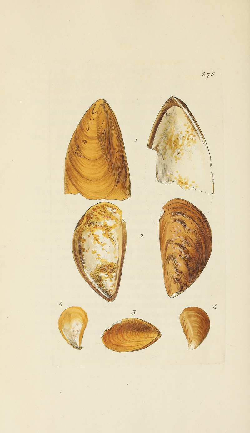 James Sowerby - The mineral conchology of Great Britain Pl.461