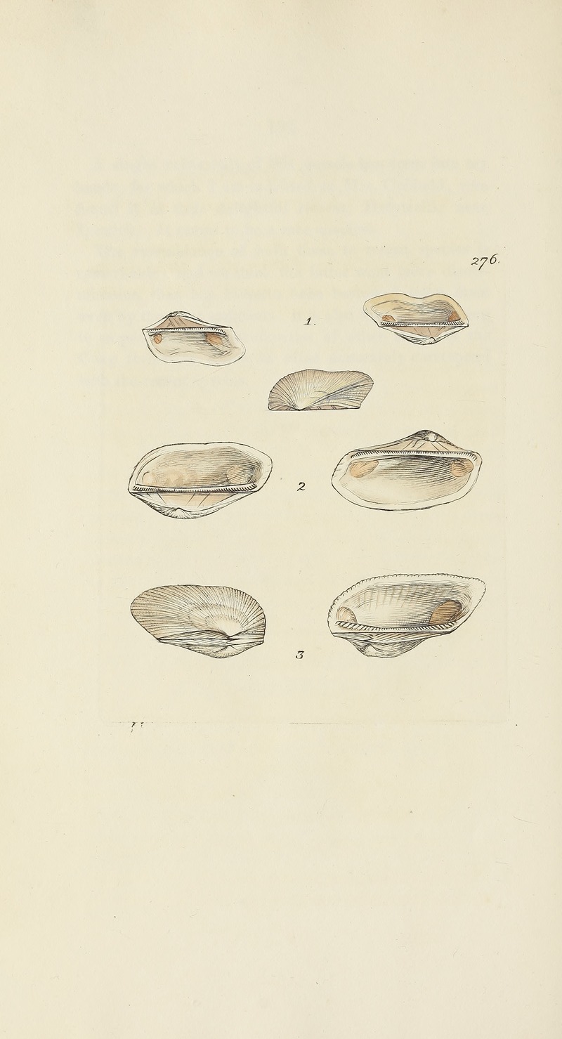 James Sowerby - The mineral conchology of Great Britain Pl.462