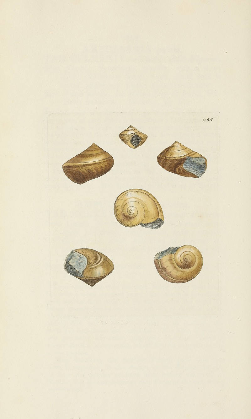 James Sowerby - The mineral conchology of Great Britain Pl.471