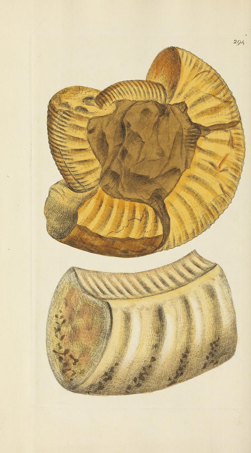 James Sowerby - The mineral conchology of Great Britain Pl.479