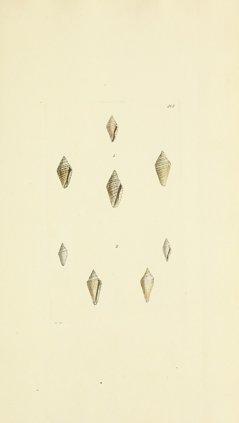 James Sowerby - The mineral conchology of Great Britain Pl.487