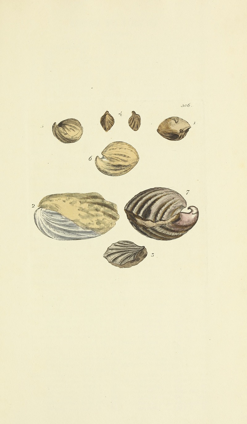 James Sowerby - The mineral conchology of Great Britain Pl.490