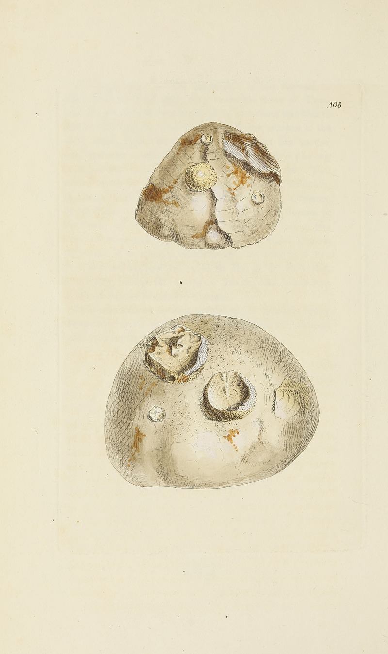 James Sowerby - The mineral conchology of Great Britain Pl.491