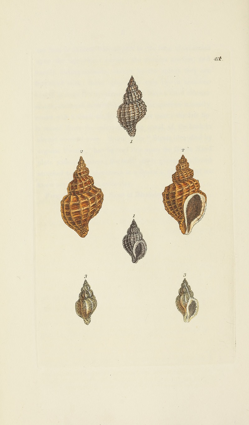 James Sowerby - The mineral conchology of Great Britain Pl.494