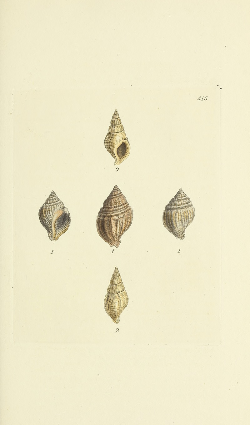James Sowerby - The mineral conchology of Great Britain Pl.498