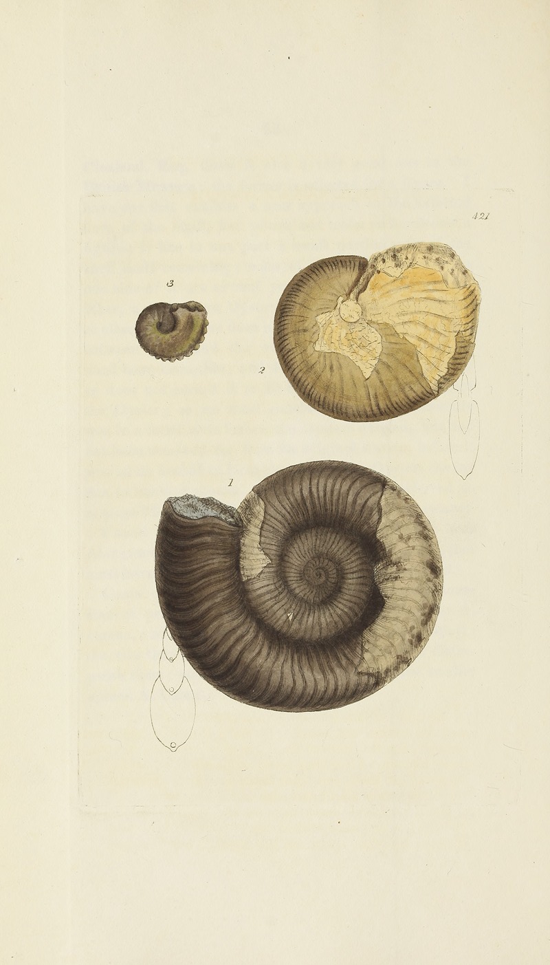 James Sowerby - The mineral conchology of Great Britain Pl.503