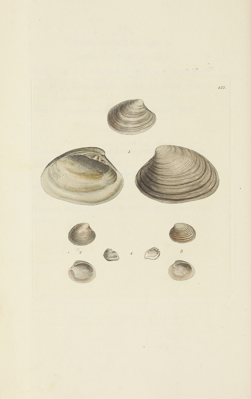 James Sowerby - The mineral conchology of Great Britain Pl.504