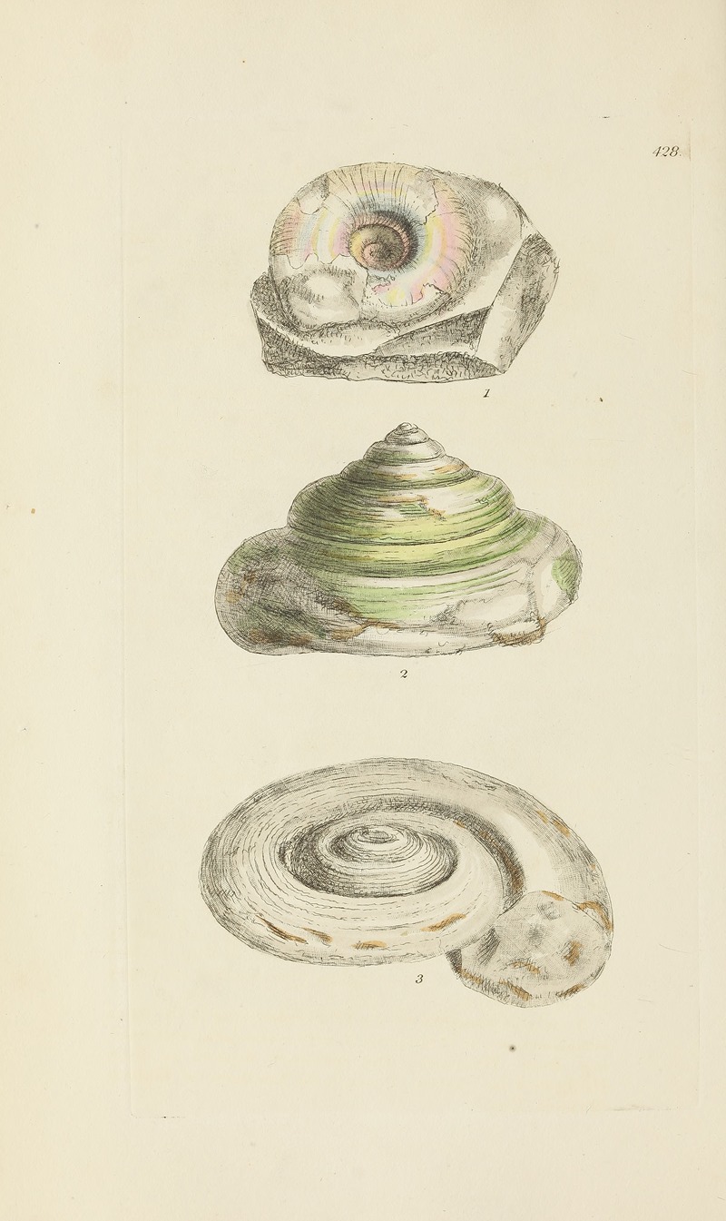 James Sowerby - The mineral conchology of Great Britain Pl.510