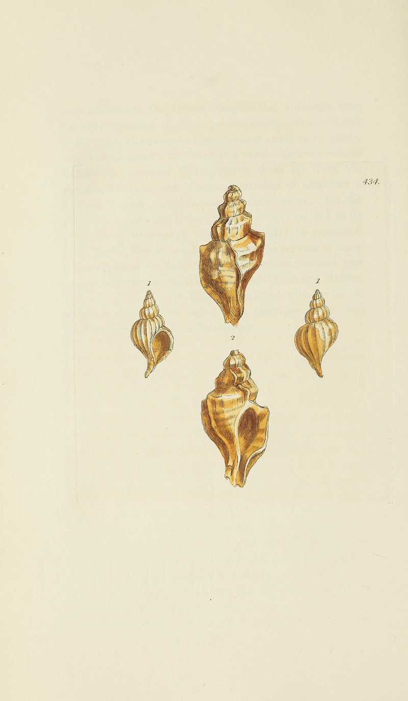 James Sowerby - The mineral conchology of Great Britain Pl.516