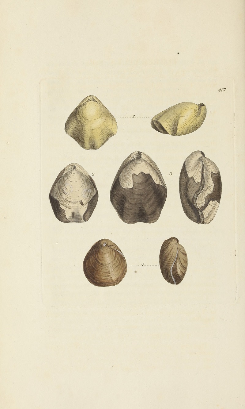 James Sowerby - The mineral conchology of Great Britain Pl.519