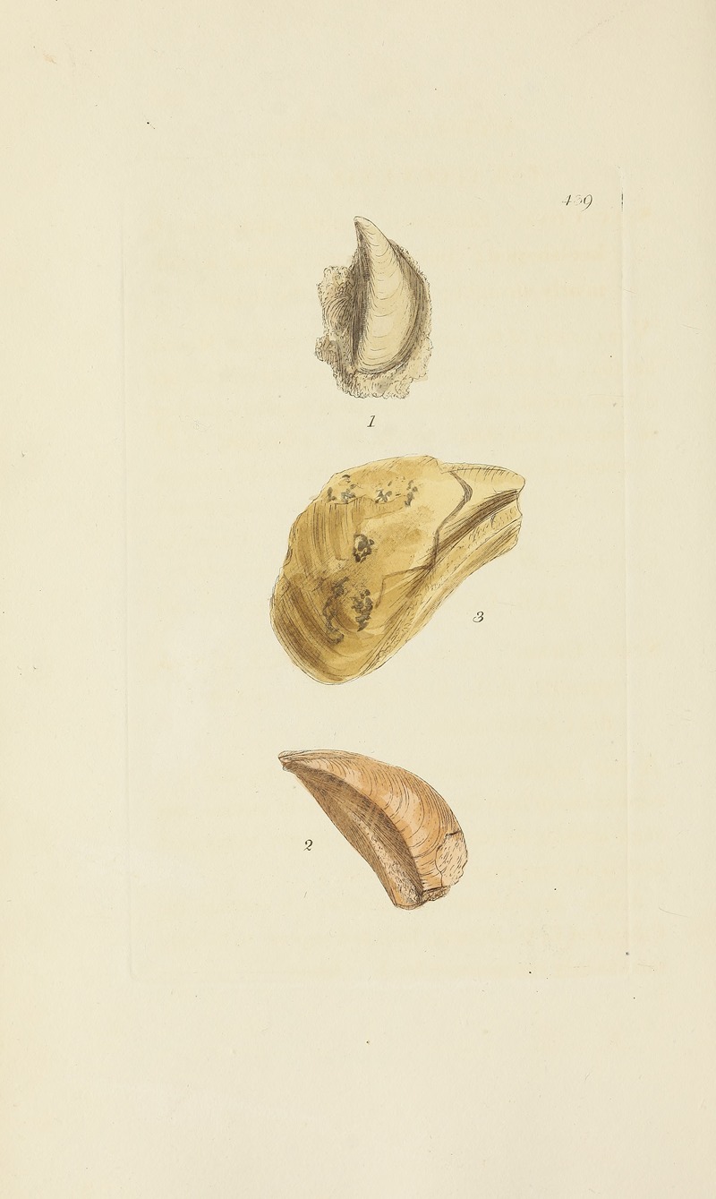 James Sowerby - The mineral conchology of Great Britain Pl.521