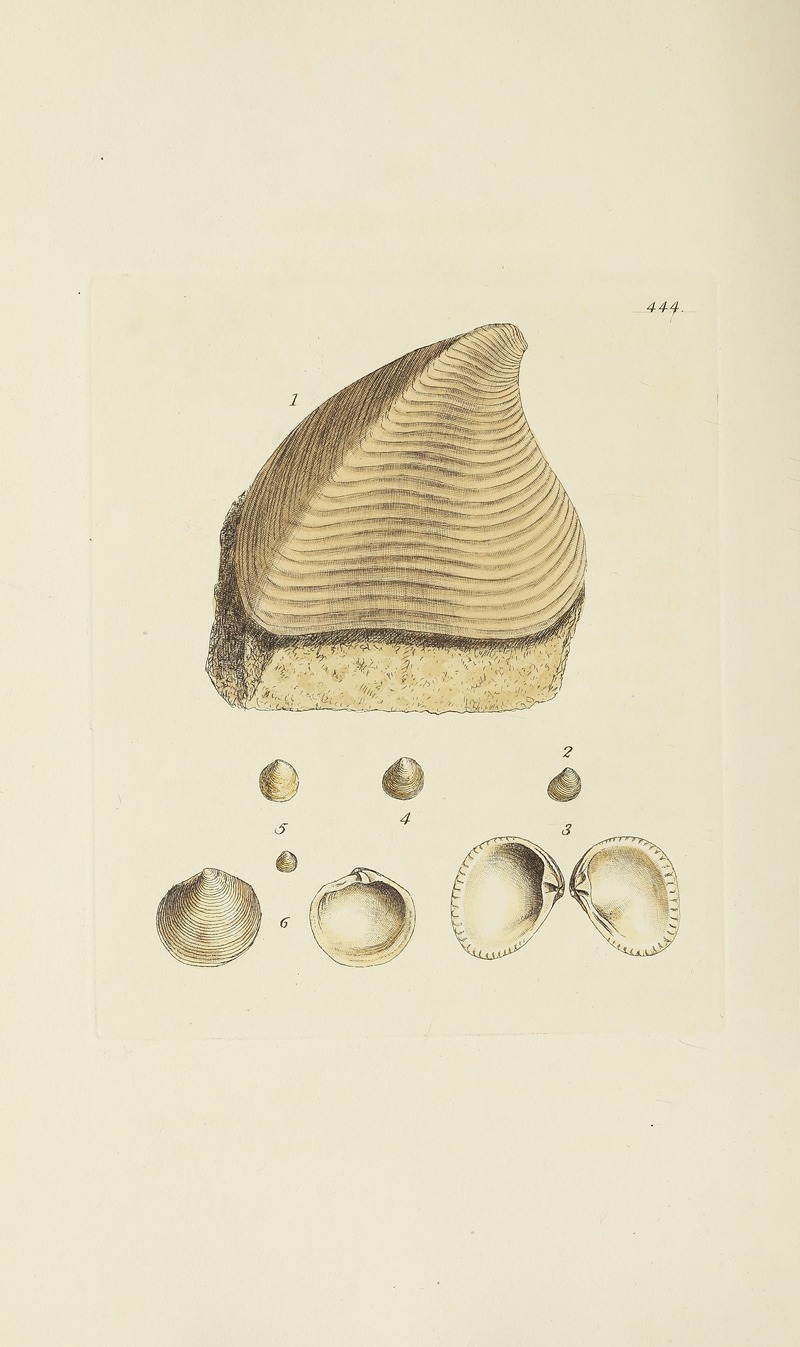 James Sowerby - The mineral conchology of Great Britain Pl.526