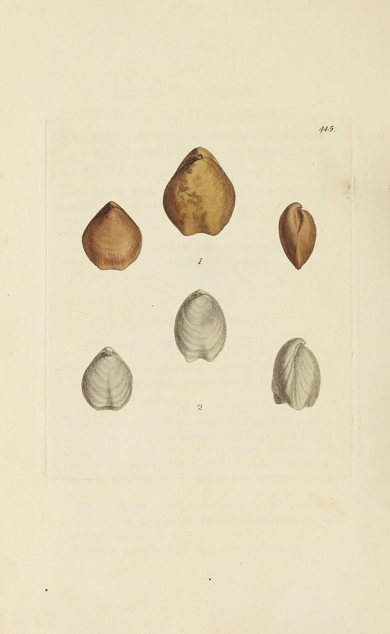 James Sowerby - The mineral conchology of Great Britain Pl.527