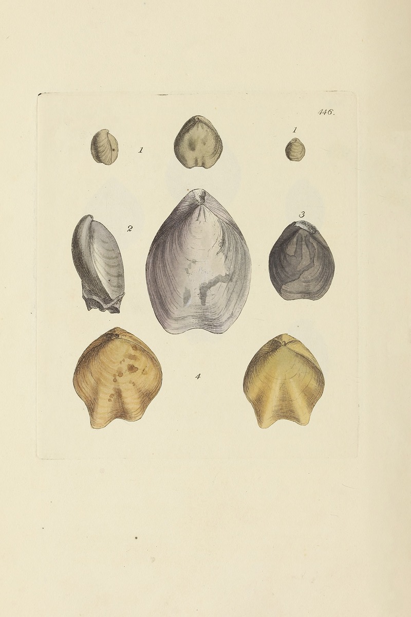 James Sowerby - The mineral conchology of Great Britain Pl.528