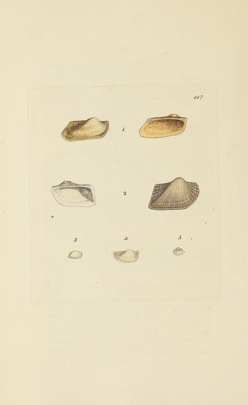 James Sowerby - The mineral conchology of Great Britain Pl.529