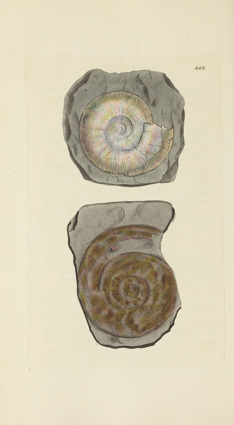 James Sowerby - The mineral conchology of Great Britain Pl.530