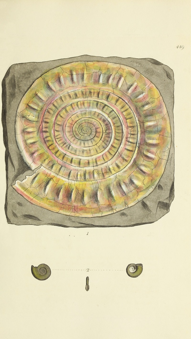 James Sowerby - The mineral conchology of Great Britain Pl.531