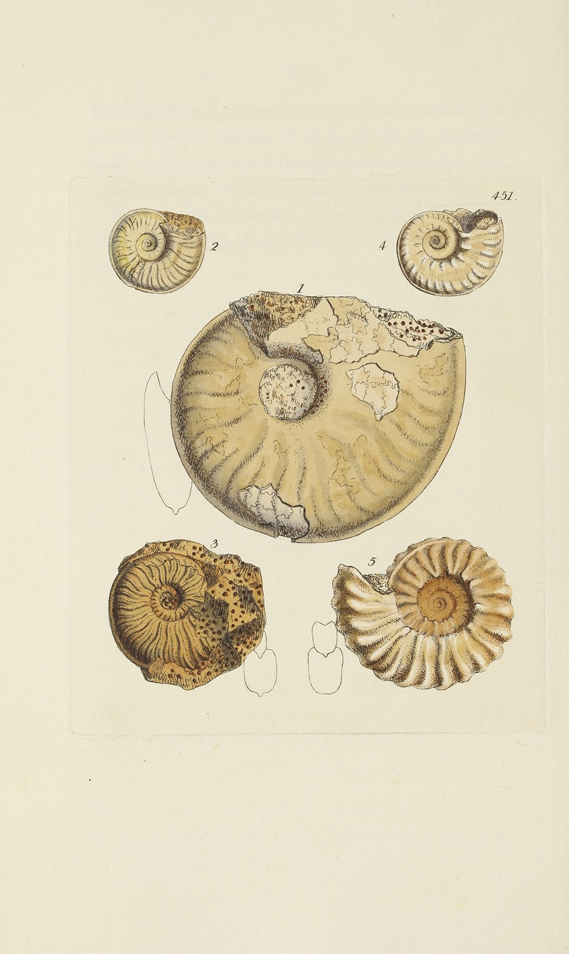 James Sowerby - The mineral conchology of Great Britain Pl.533
