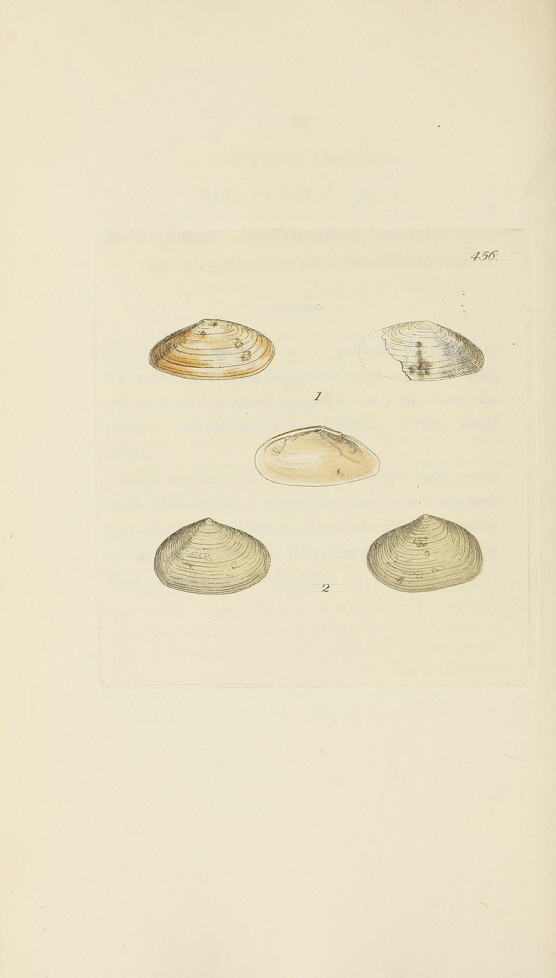James Sowerby - The mineral conchology of Great Britain Pl.537