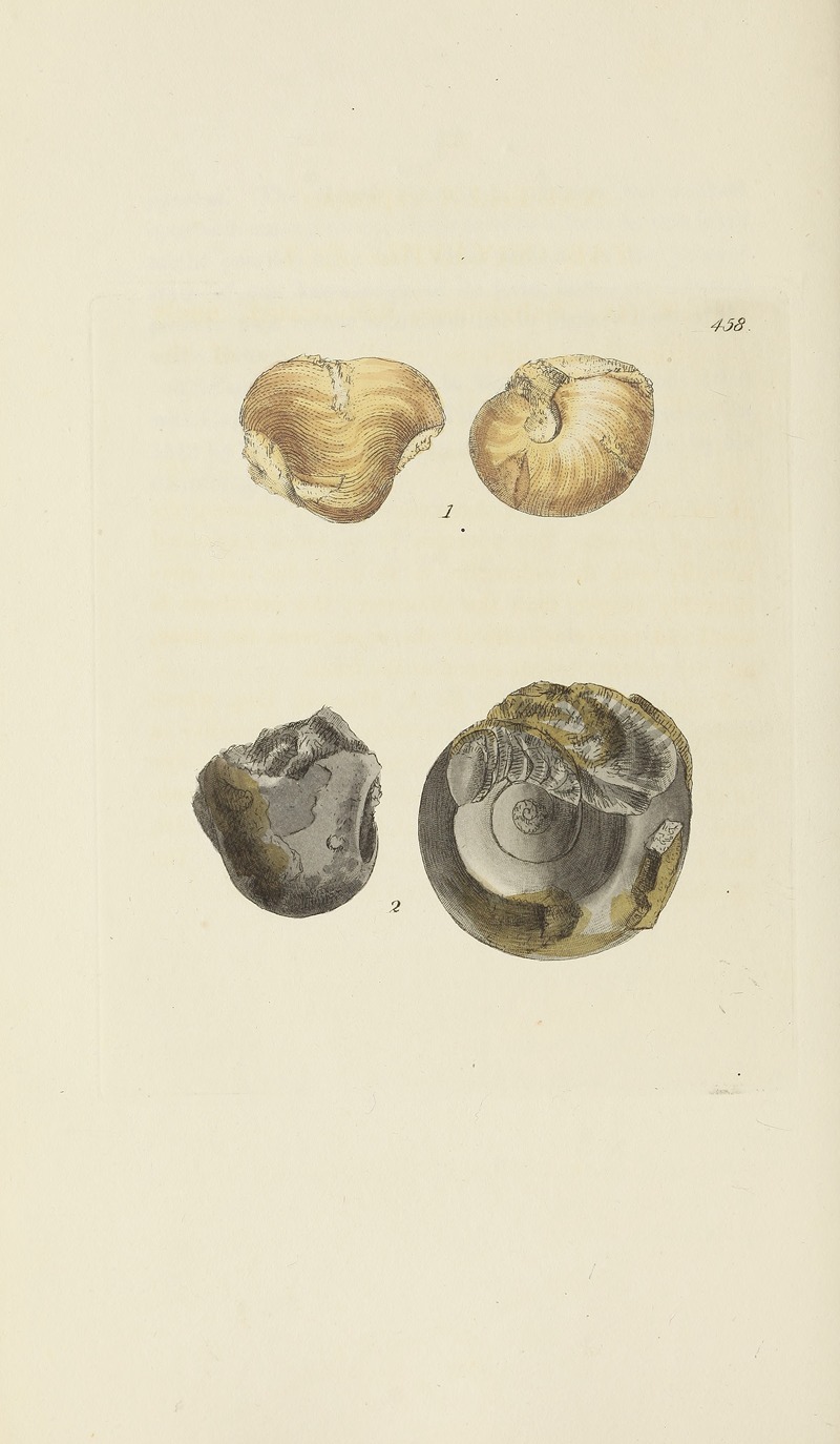 James Sowerby - The mineral conchology of Great Britain Pl.539