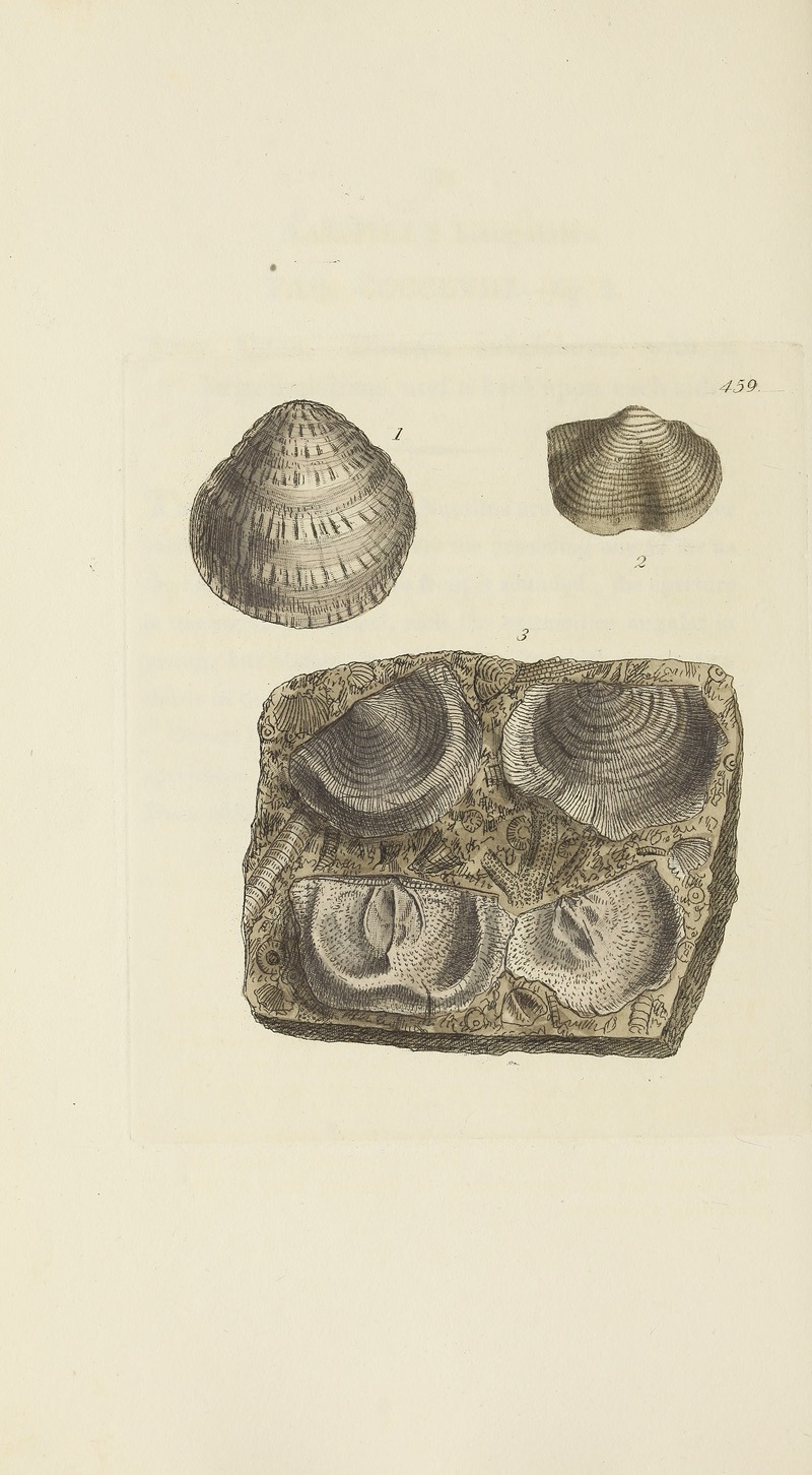 James Sowerby - The mineral conchology of Great Britain Pl.540