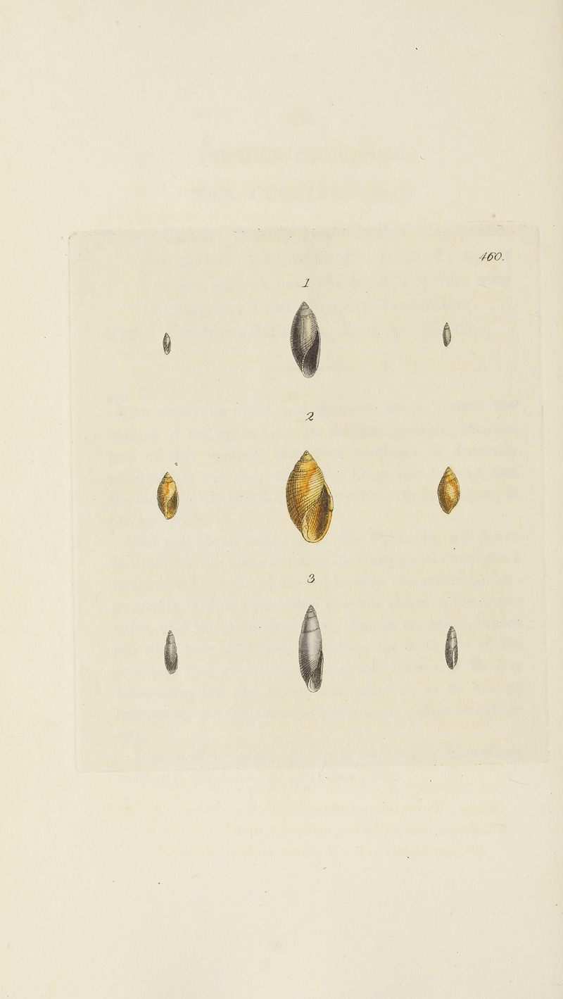 James Sowerby - The mineral conchology of Great Britain Pl.541