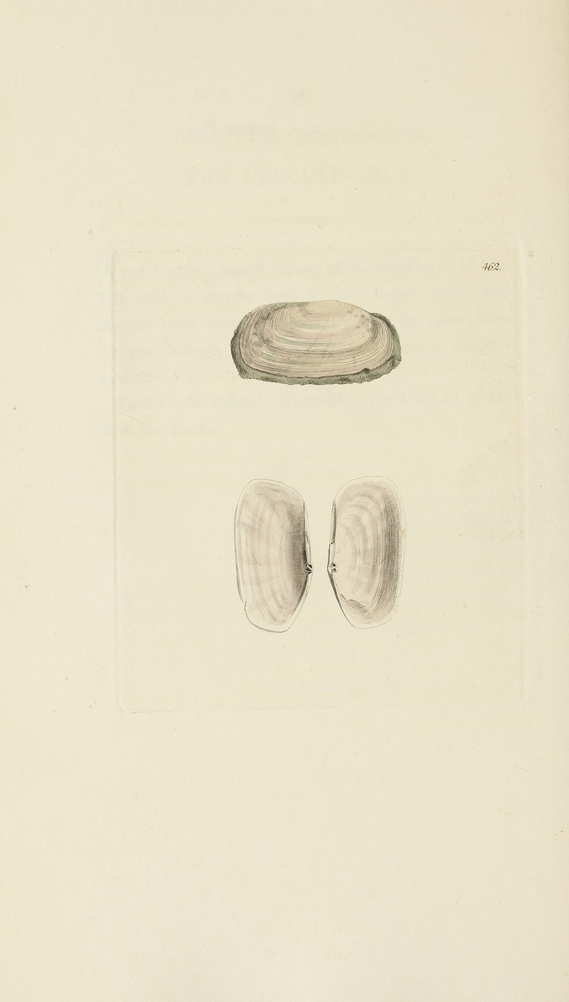 James Sowerby - The mineral conchology of Great Britain Pl.543