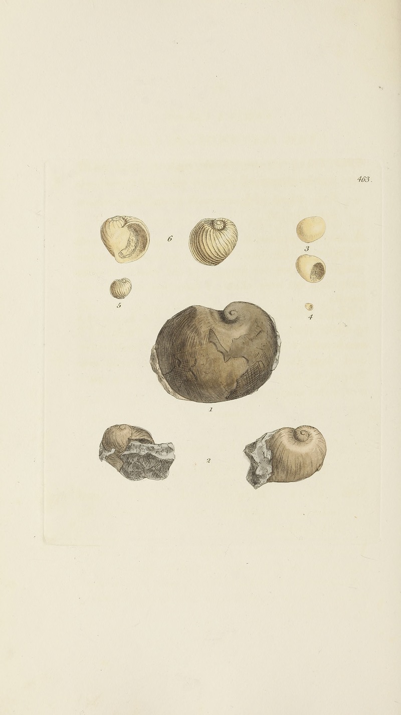 James Sowerby - The mineral conchology of Great Britain Pl.544