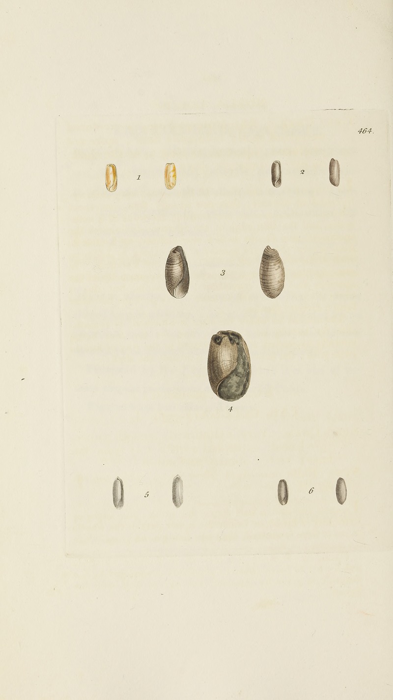 James Sowerby - The mineral conchology of Great Britain Pl.545