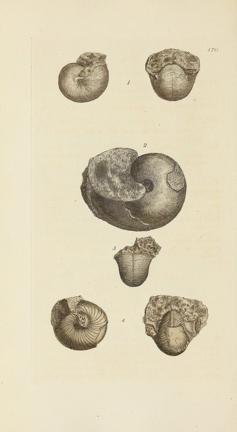 James Sowerby - The mineral conchology of Great Britain Pl.551