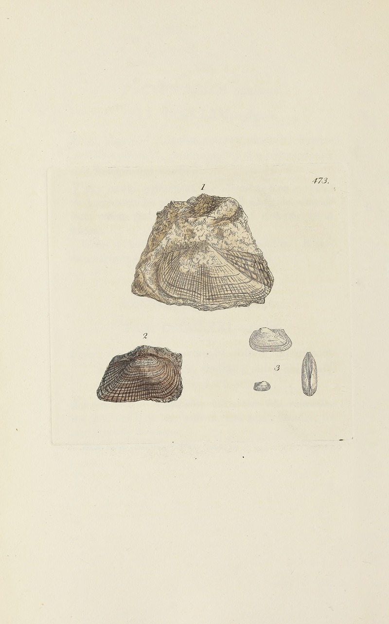 James Sowerby - The mineral conchology of Great Britain Pl.554