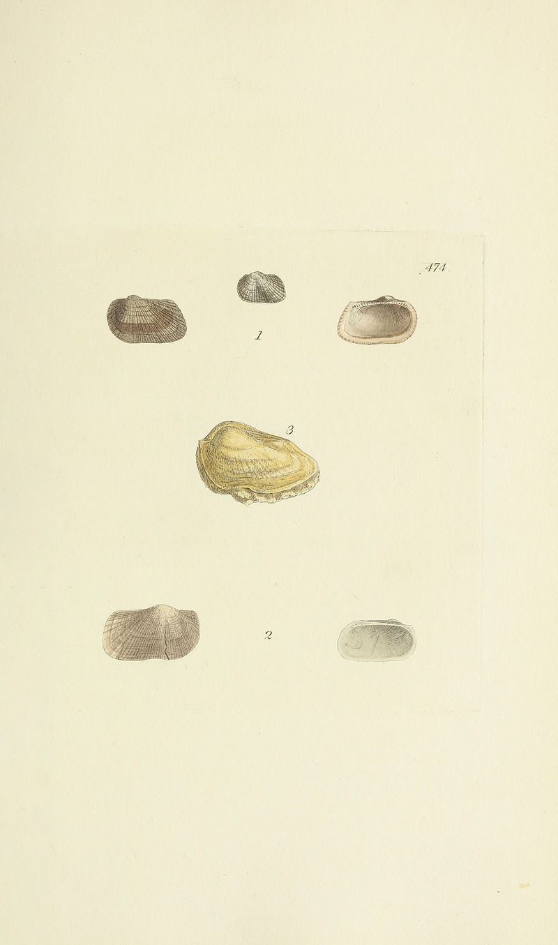 James Sowerby - The mineral conchology of Great Britain Pl.555