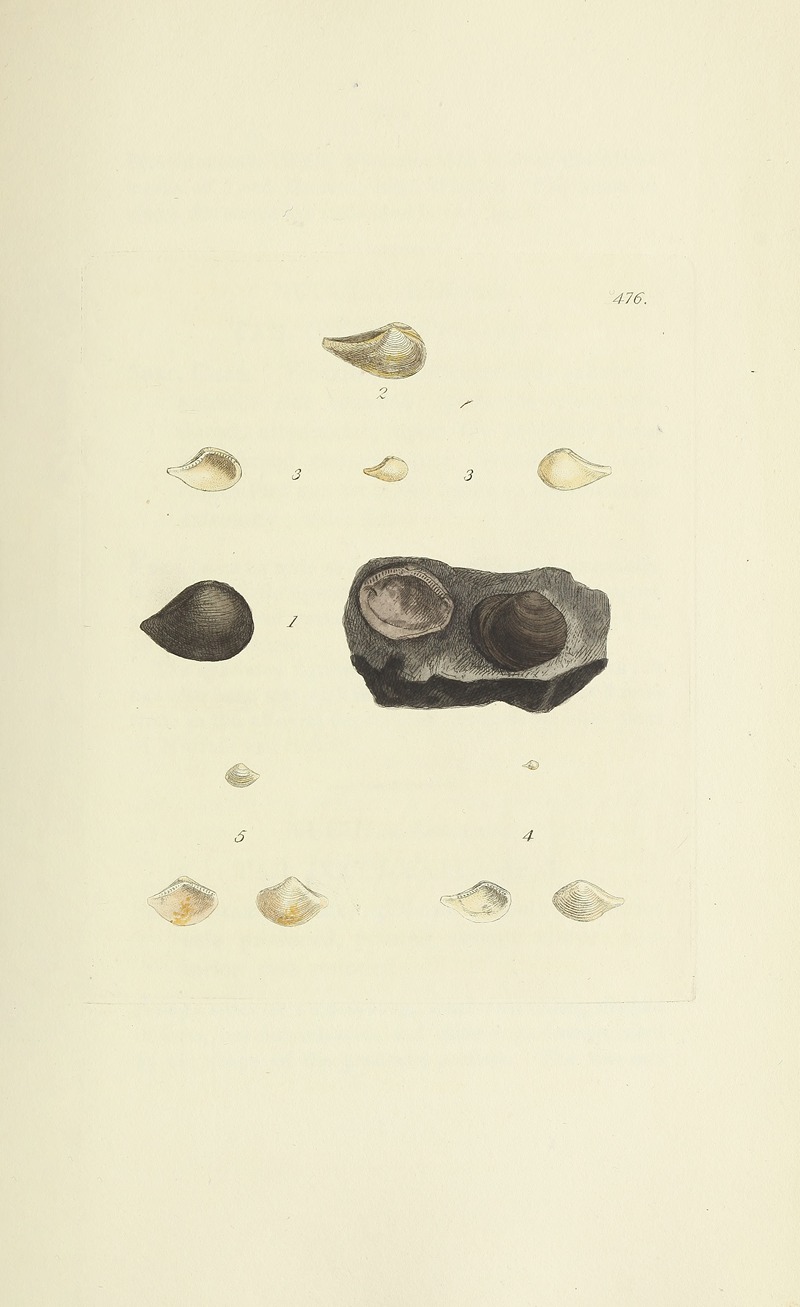 James Sowerby - The mineral conchology of Great Britain Pl.557