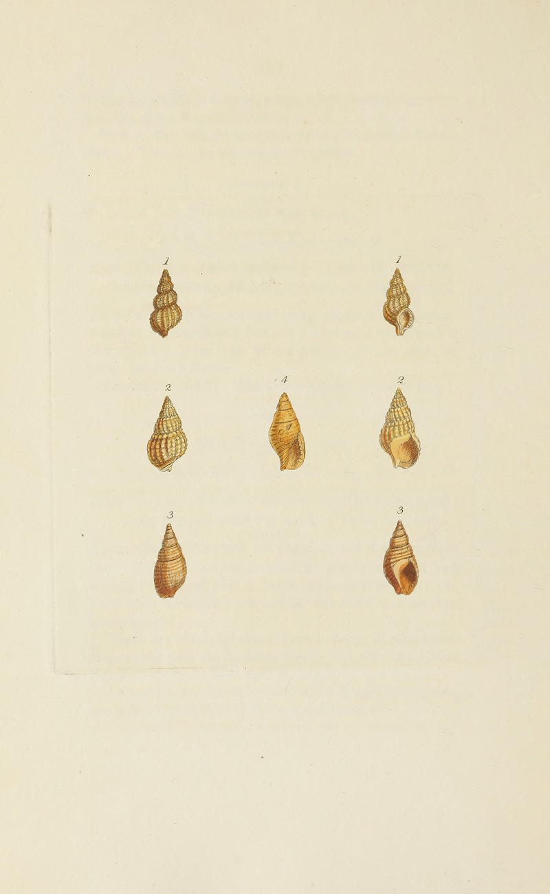 James Sowerby - The mineral conchology of Great Britain Pl.558