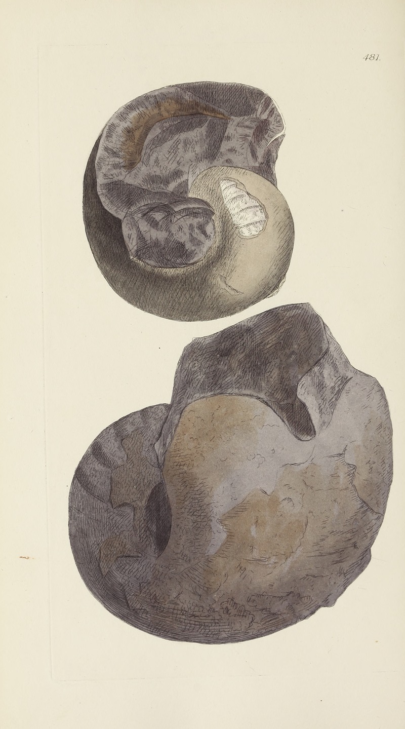 James Sowerby - The mineral conchology of Great Britain Pl.562