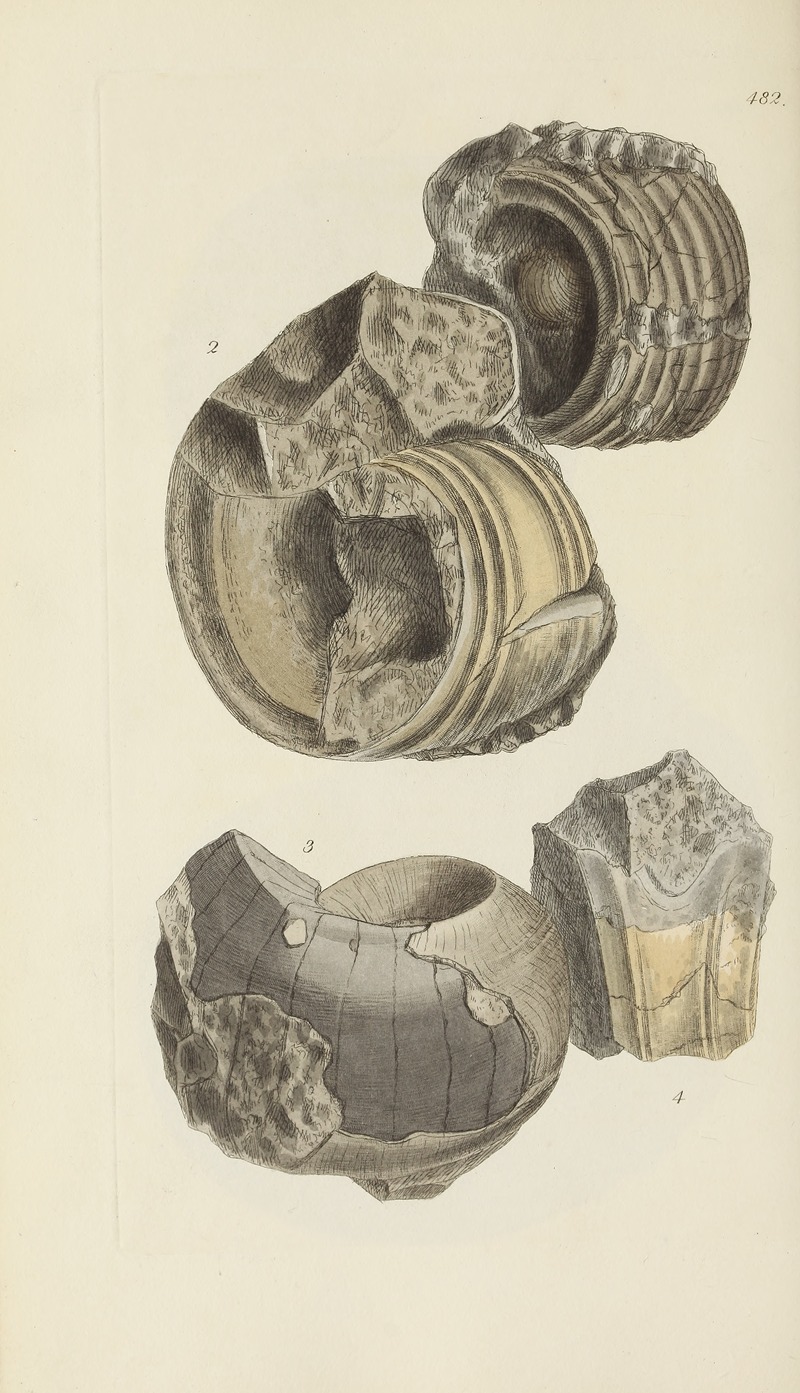 James Sowerby - The mineral conchology of Great Britain Pl.563