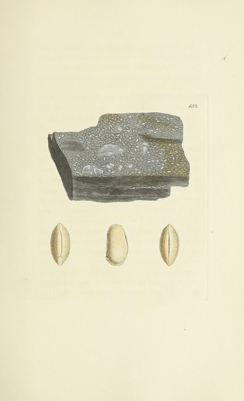 James Sowerby - The mineral conchology of Great Britain Pl.566
