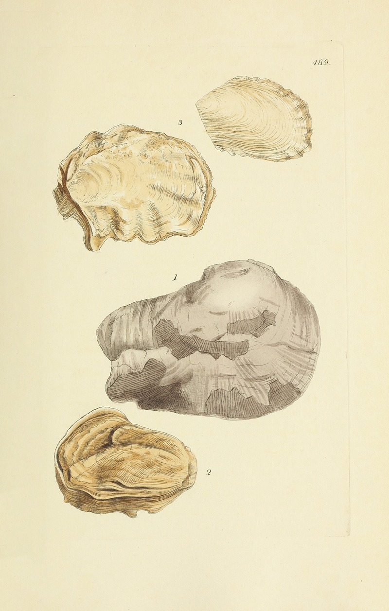 James Sowerby - The mineral conchology of Great Britain Pl.570